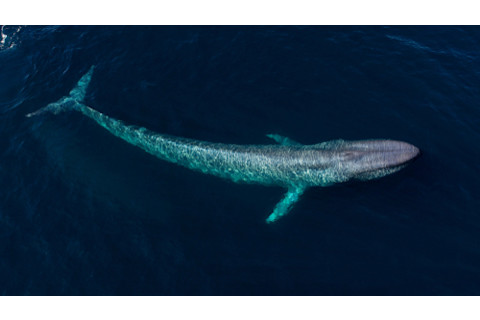 blue whale swimming