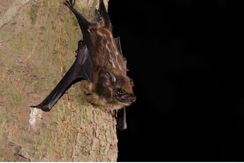 Sac-winged bat