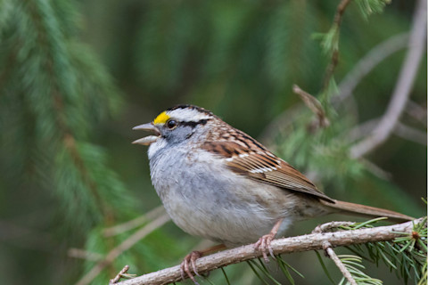 White-throated sparrow