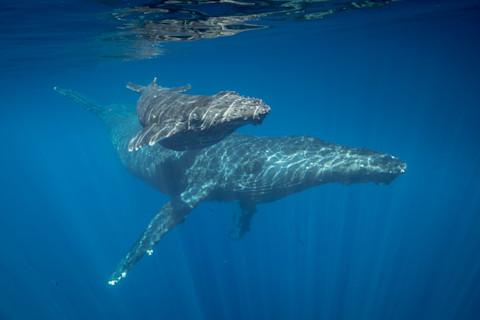 Humpback whales