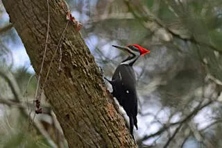 Woodpecker