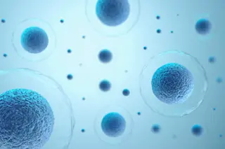 Human cells