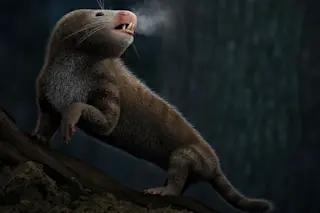 warm-blooded-mammals
