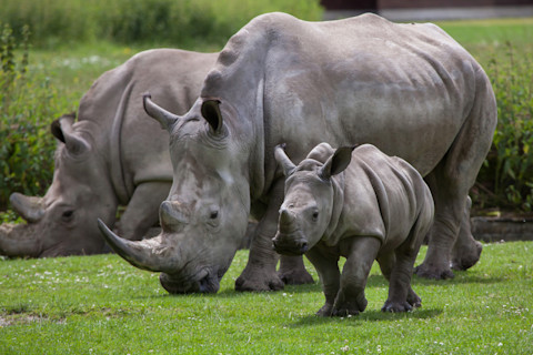 Southern White Rhinos