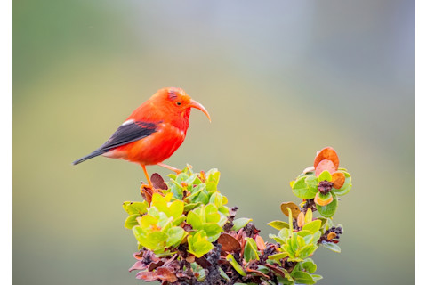 Hawaiian Honeycreeper