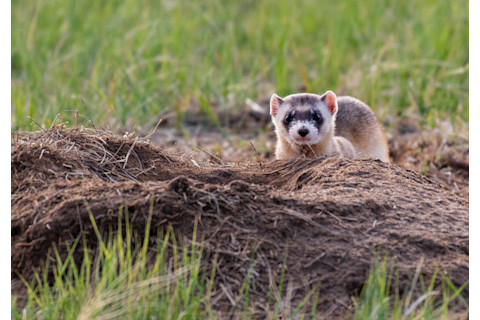Black-footed ferrets