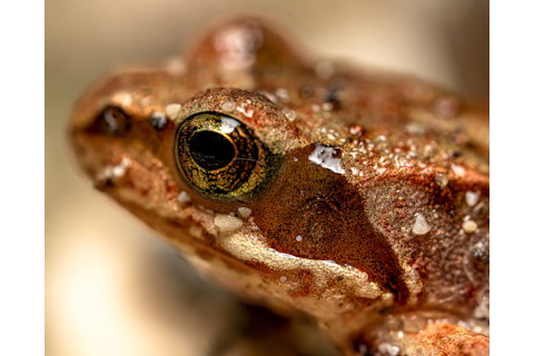 California Red-Legged Frogs