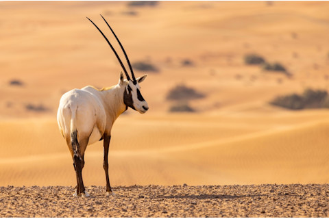Arabian Oryx