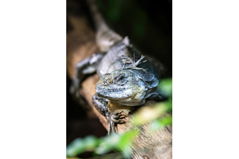 Utila Spiny-Tailed Iguana