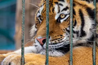 Captive tiger