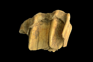 Horse Tooth