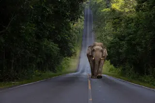 Elephant