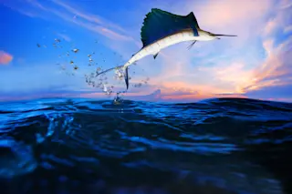 sailfish