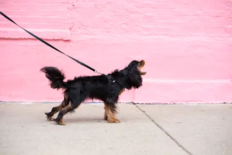 Does Dog Mate With Humans? Debunking Myths and Facts