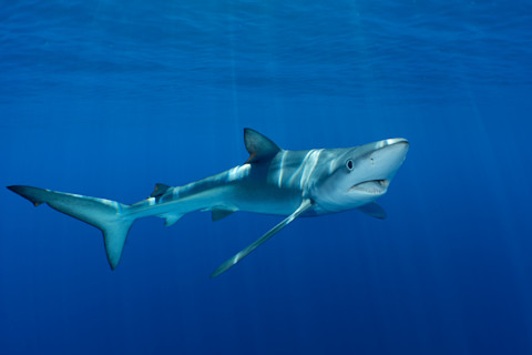 Blue Shark swimming in the Azores in Portugal