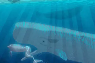 Whale 1