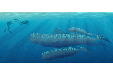 Whale 2