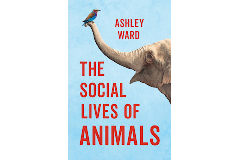 Social lives of animals