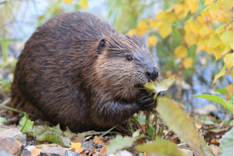 Beaver