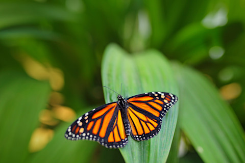 Monarch butterfly