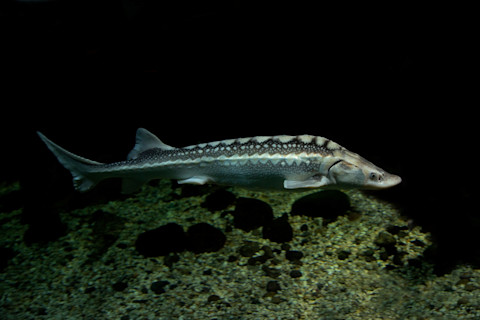 Sturgeon