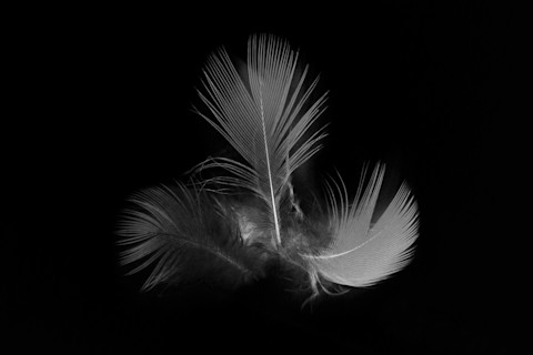 Parrot feather