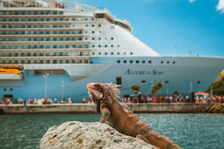 Iguana in front of tourists