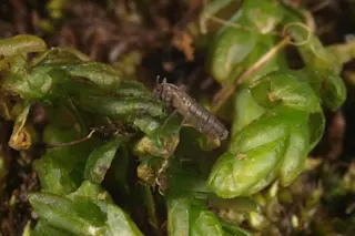 midge