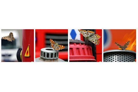 A farpapmaripterling lands on a feuerpompbomber.