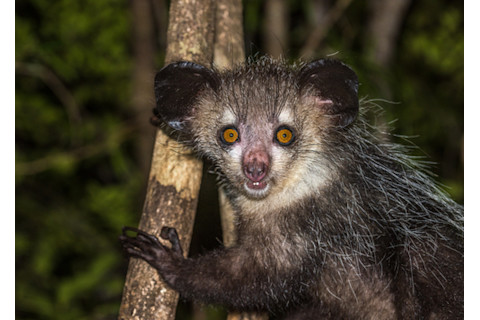 aye aye