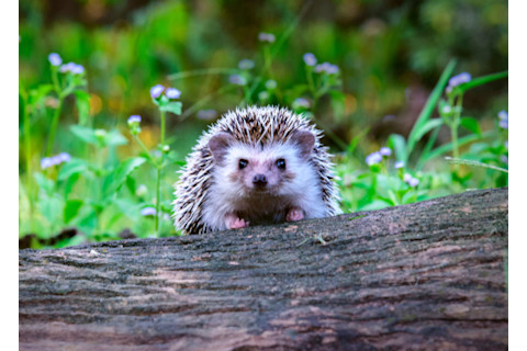 Hedgehog