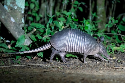 armadillo