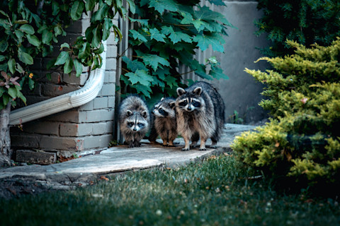 Raccoons