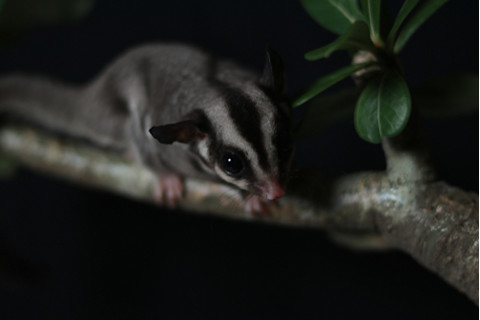 sugar glider