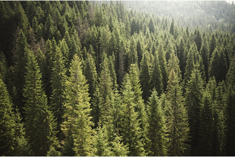 Conifer forests