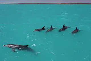 dolphin alliance 