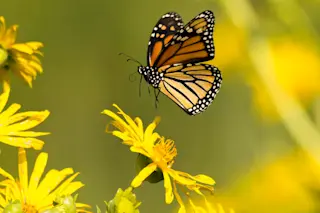 Monarch butterfly - Thomas Dunkerton USFWS public domain