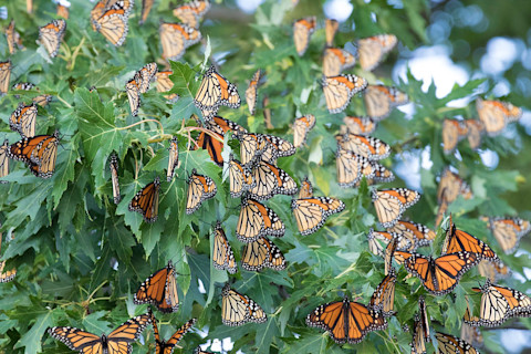 Monarch butterflies - Mike Budd USFWS public domain