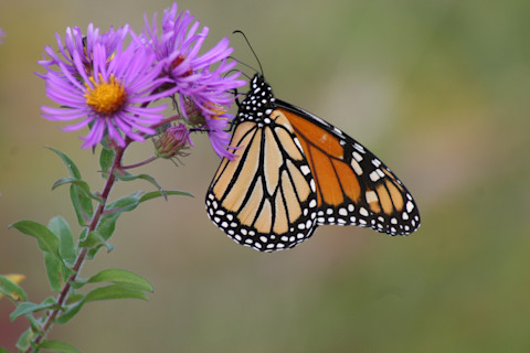 Monarch New England aster - Greg Thompson USFWS public domain