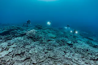 Coral reef