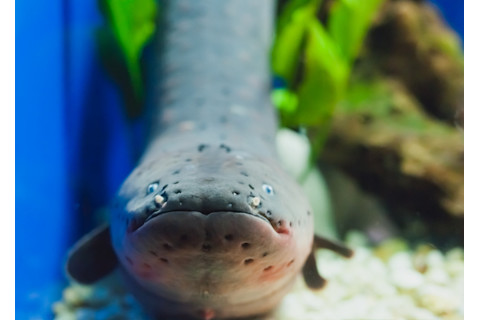 Electric Eel