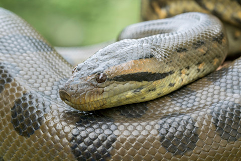 Green Anaconda
