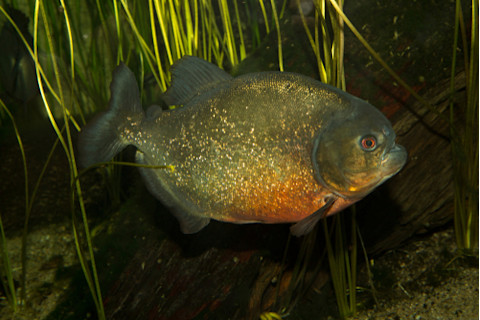 Piranha