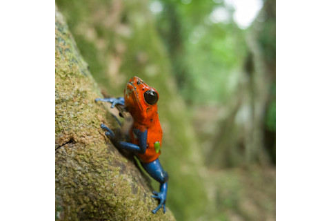 Poison Dart Frog