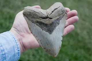 Megalodon tooth
