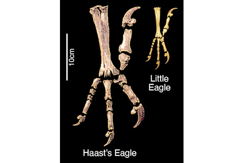 Haast Eagle