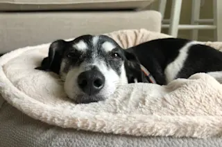senior dog
