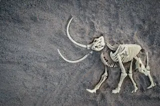 mammothbone