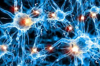Brain Cells