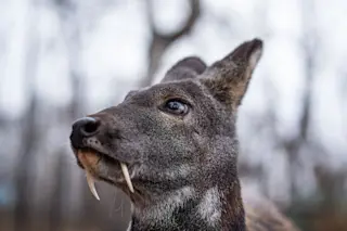 Vampire Deer